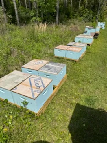 A line of pale blue hive boxes sitting in a South Georgia field